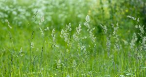 Annual Meadow Grass