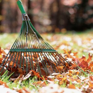 raking leaves on a lawn