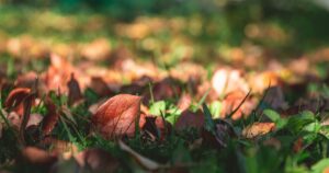 Laying Turf in Autumn